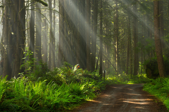 Redwood Forest,california