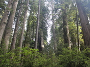 Redwood National Forest/Humbolt County