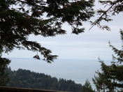 Redwood National Forest/Humbolt County