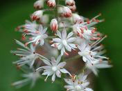Great Smoky Mountains National Park