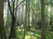 Congaree National Park