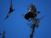 Mesa Verde National Park