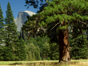 Yosemite National Park