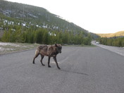 Yellowstone National Park