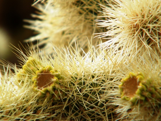 Joshua Tree