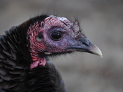 Parker River Nat Wildlife Refuge