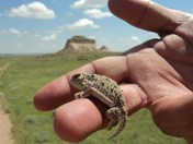 Pawnee National Grasslands