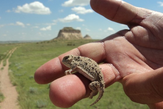 Pawnee National Grasslands
