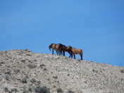 Bighorn Canyon Recreation Area