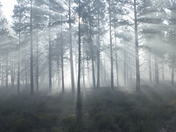 Kaibab National Forest