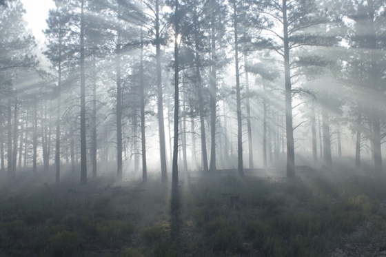 Kaibab National Forest