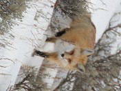 Grand Teton National Park