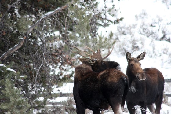 Grand Teton National Park