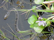 Arthur R. Marshall Loxahatchee Wildlife Refuge