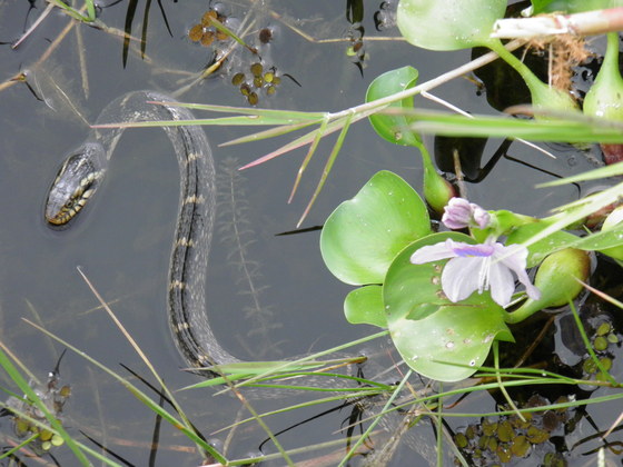 Arthur R. Marshall Loxahatchee Wildlife Refuge