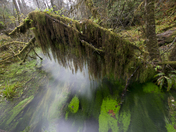 Olympic National Forest