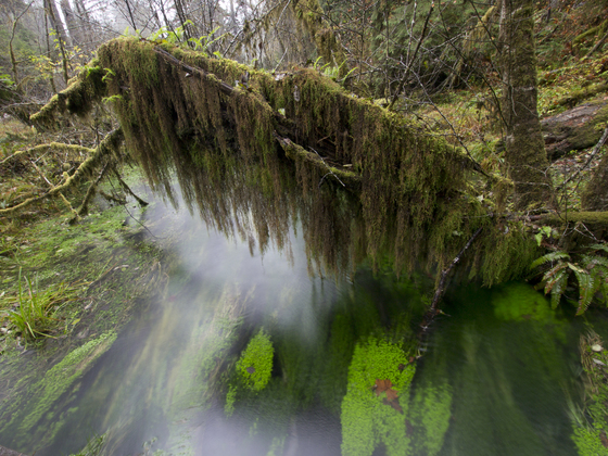 Olympic National Forest