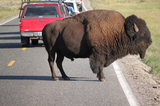 Yellowstone National Park