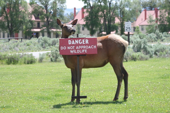 Yellowstone National Park