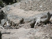 Yellowstone National Park/ Gibbon Falls