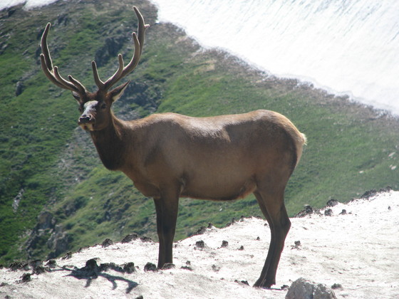 Rocky Mountain 