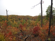 Daniel Boone National Forest