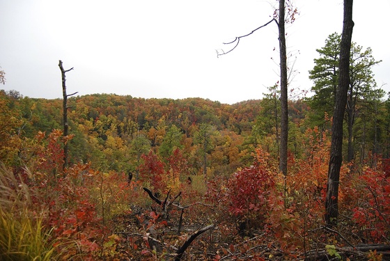 Daniel Boone National Forest