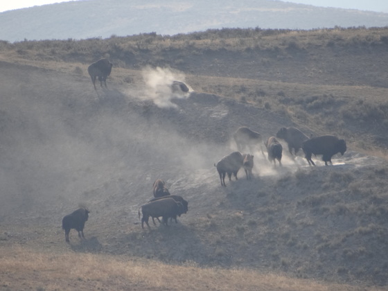 Yellowstone National Park