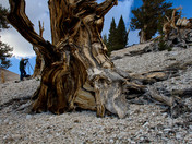 Ancient Bristlecone Pine Forest / Patriarch Grove