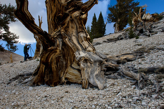 Ancient Bristlecone Pine Forest / Patriarch Grove
