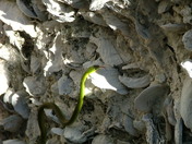 Kingsley Plantation, Timucuan Preserve