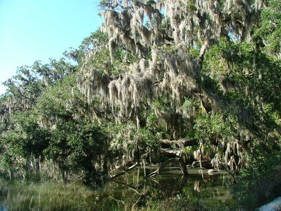 Kingsley Plantation