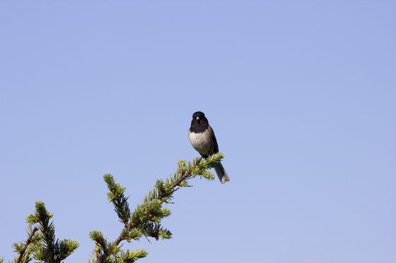 Olympic National Park