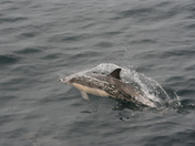 Channel Islands National Park 