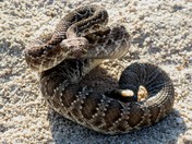 Joshua Tree National Park
