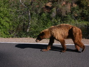 Yosemite National Park