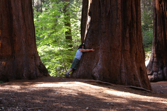 Merced Grove