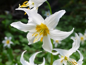 Mt Rainier National Park