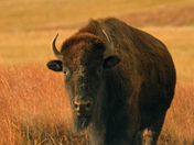 Wind Cave National Park