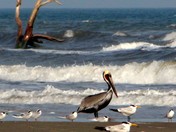 Padre Island National Seashore