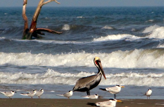 Padre Island National Seashore