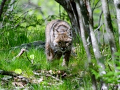 Shenandoah National Park
