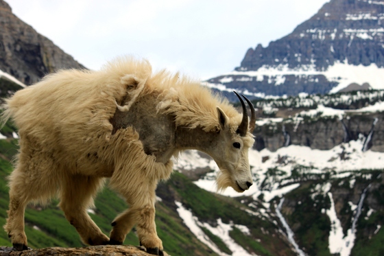 Glacier National Park