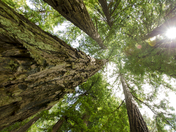 Muir Woods National Monument 