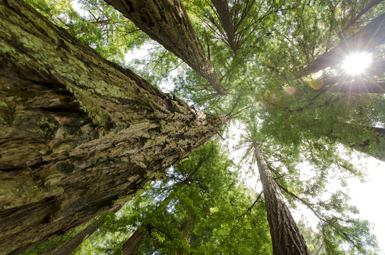 Muir Woods National Monument 