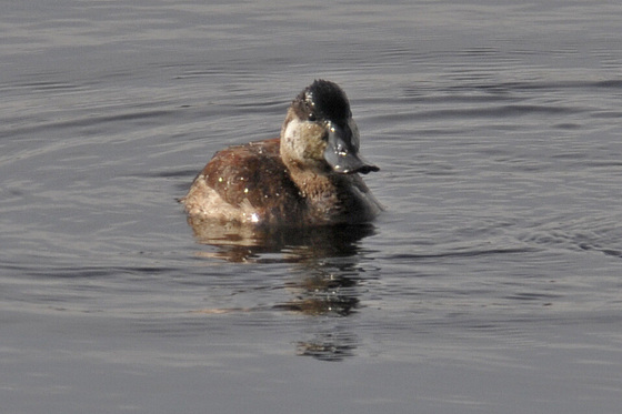 Bombay Hook NWR