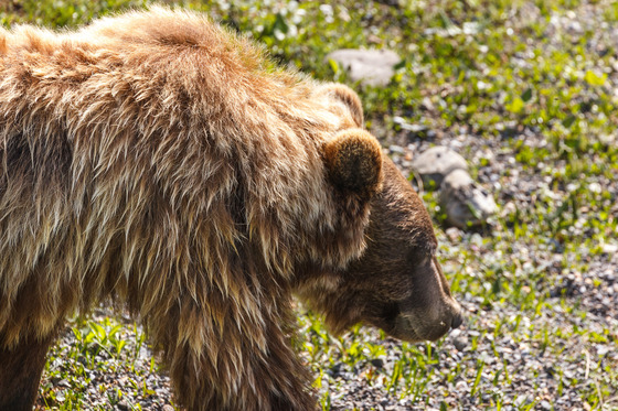 Denali National Park, Alaska