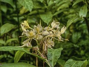 El Yunque National Rain Forest Puerto Rico