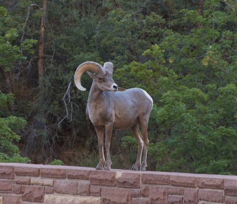 ZION 