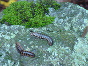 Shenandoah National Park